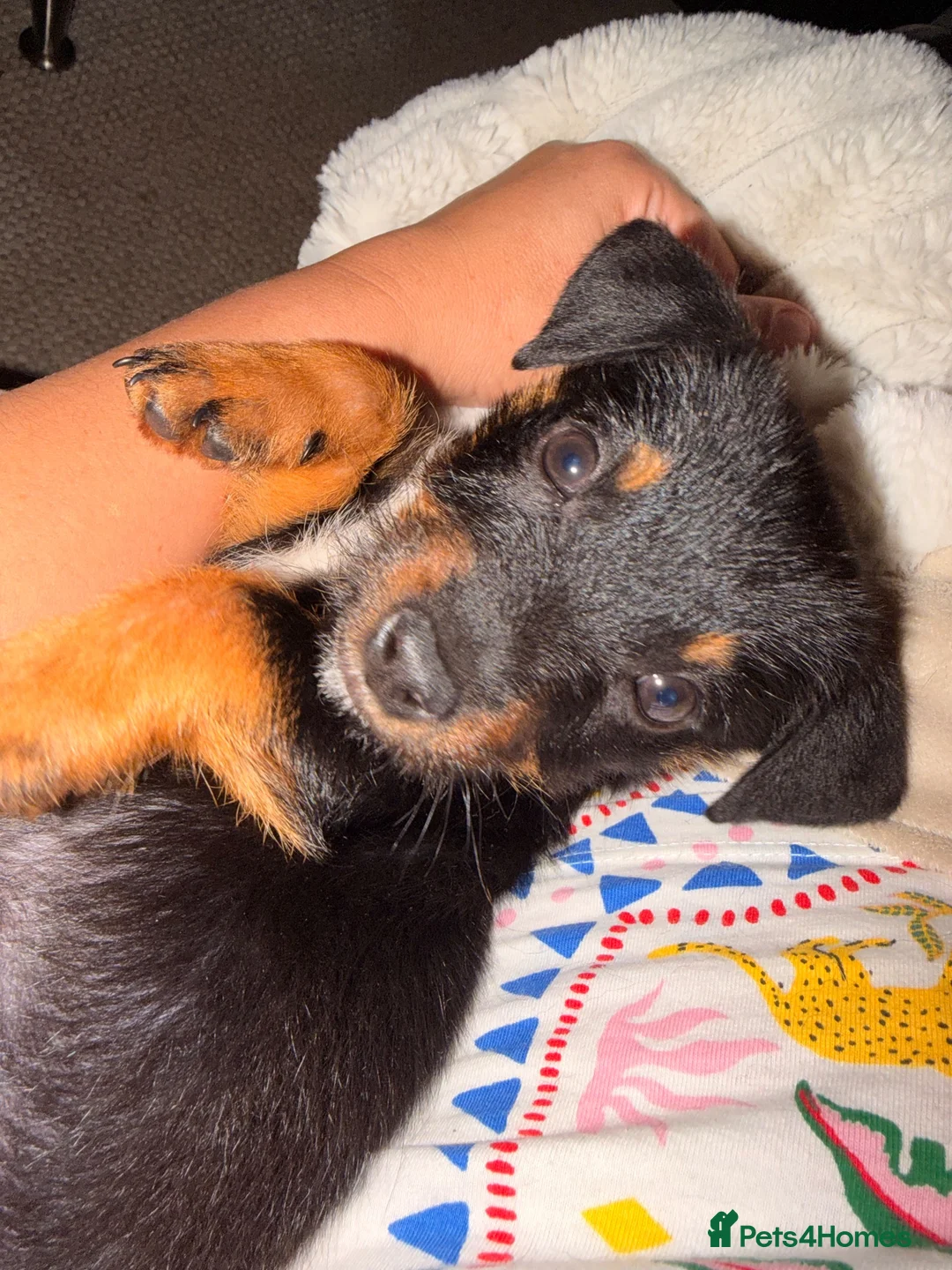 Mixed Breed dogs for sale: Jack Russell cross Yorkie  - Advert 4