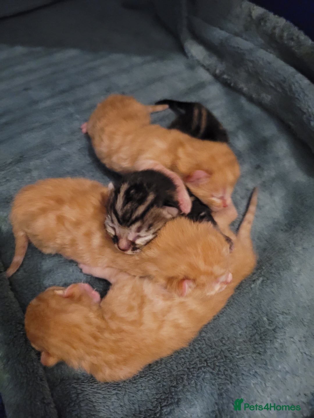 Bengal cats for sale: Mix Bengal kittens 😻 - Image 8