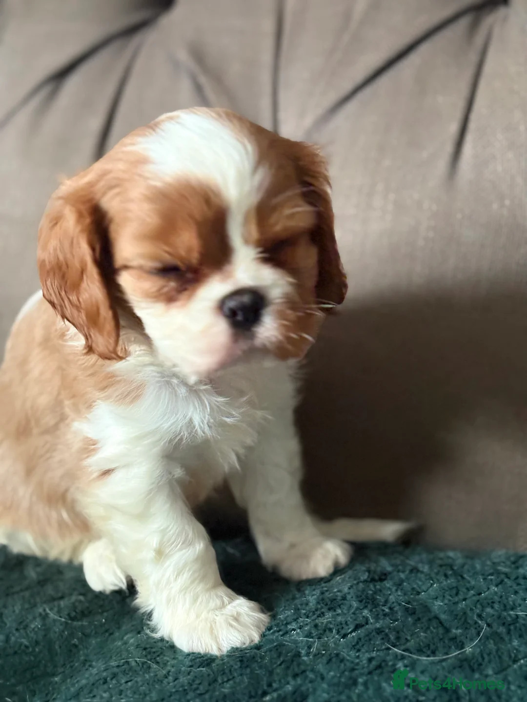 Cavalier King Charles Spaniel dogs for sale: KC PEDIGREE CAVALIER KING CHARLES - Advert 3