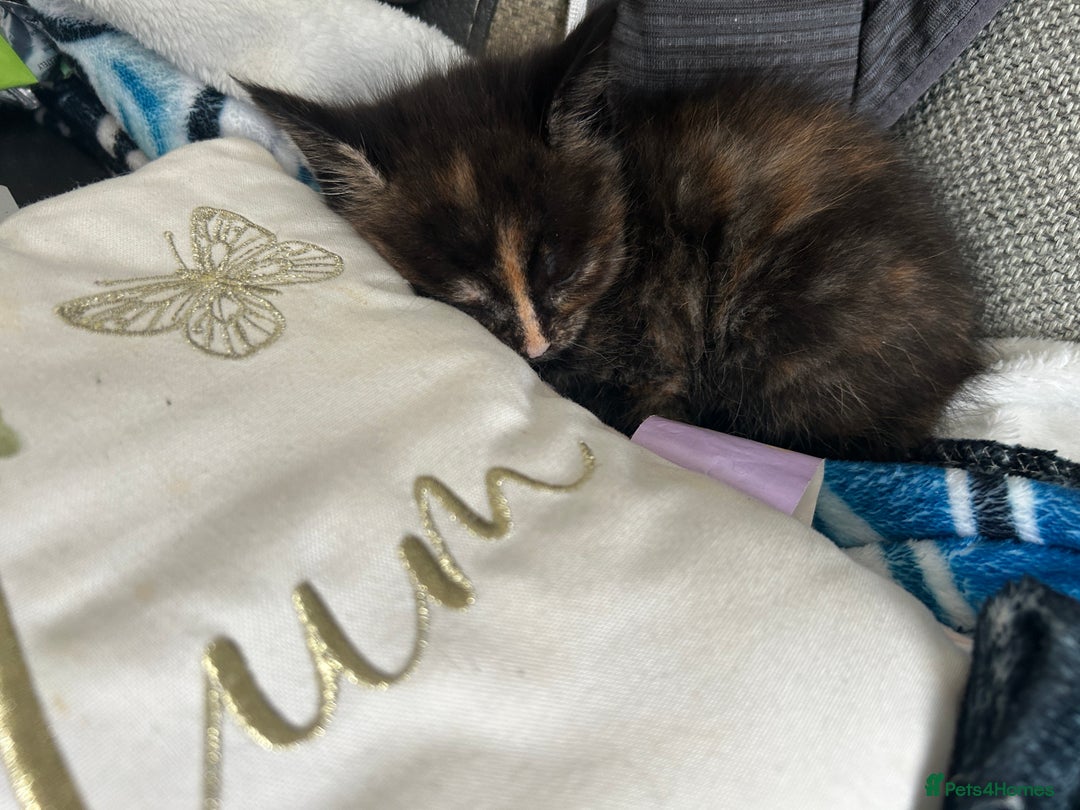 Maine Coon cats for sale: Maine coon X British short hair - Image 6