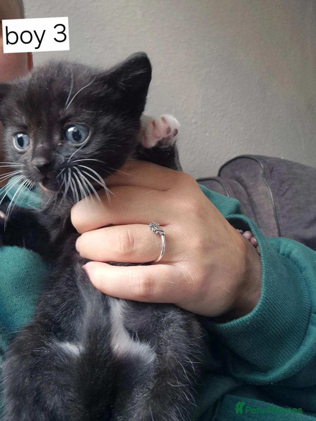 Mixed Breed cats for sale: Mixed breed kittens  in Swadlincote - Advert 2