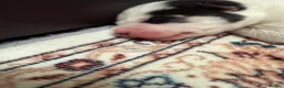 Siberian Husky dogs for sale: Epic Purebred Siberian Huskies - Ready Dec 16th in Treorchy - Advert 10