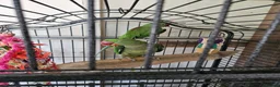Parrots birds for sale: Pair of Alexandrine parrots for sale - Advert 5