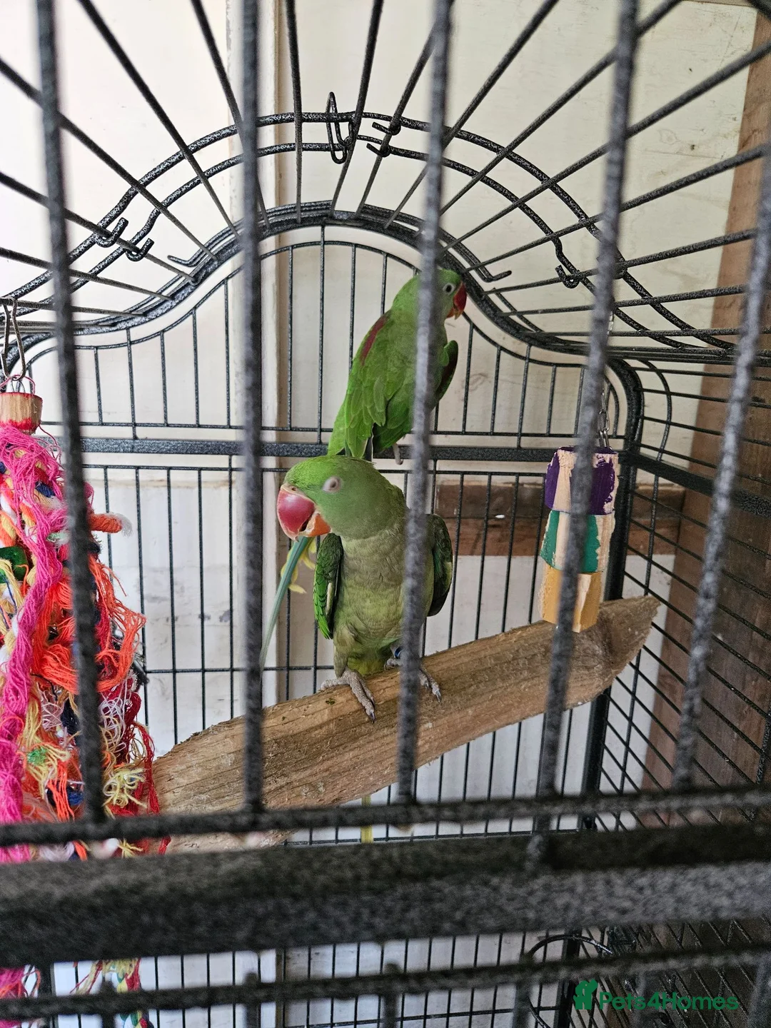 Parrots birds for sale: Pair of Alexandrine parrots for sale - Advert 5