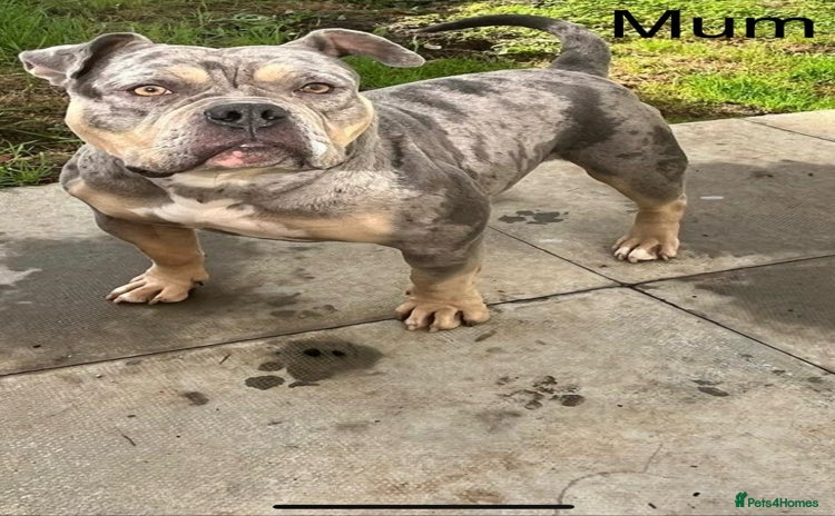 American Bull Staffy dogs - Advert 3