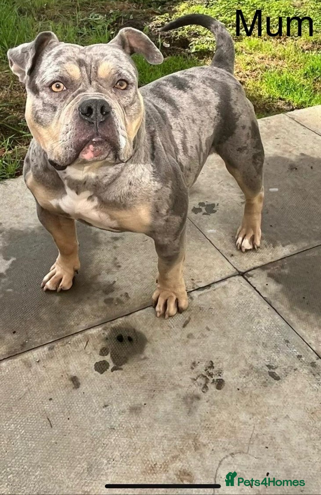American Bull Staffy dogs for sale: 10 pocket bully - Image 1