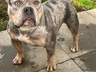 American Bull Staffy dogs - Advert 7