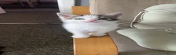 American Shorthair cats for sale: 6 Week Old Kittens! - Advert 2