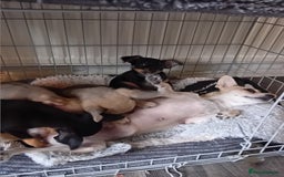 Miniature Pinscher dogs for sale: Mini pinscher for sele  - Image 17