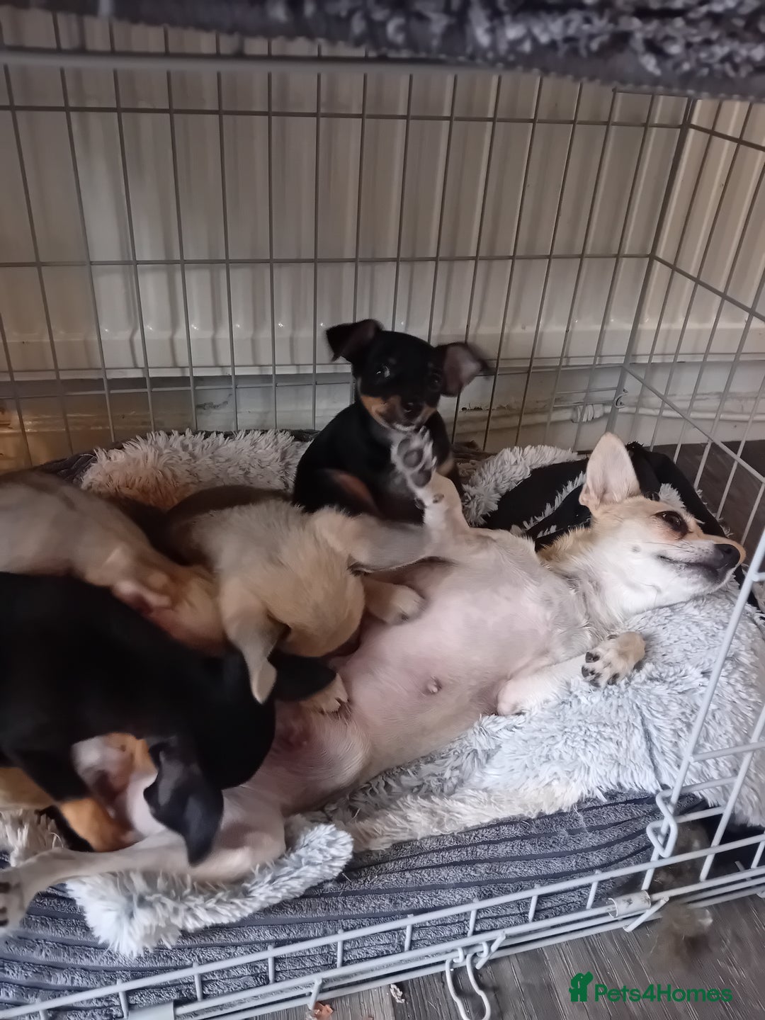 Miniature Pinscher dogs for sale: Mini pinscher for sele  - Image 17