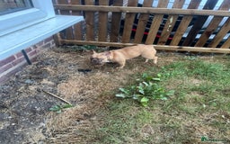 French Bulldog dogs for sale: Milo, Lovable boy Frenchie, amazing price 💫 - Image 3
