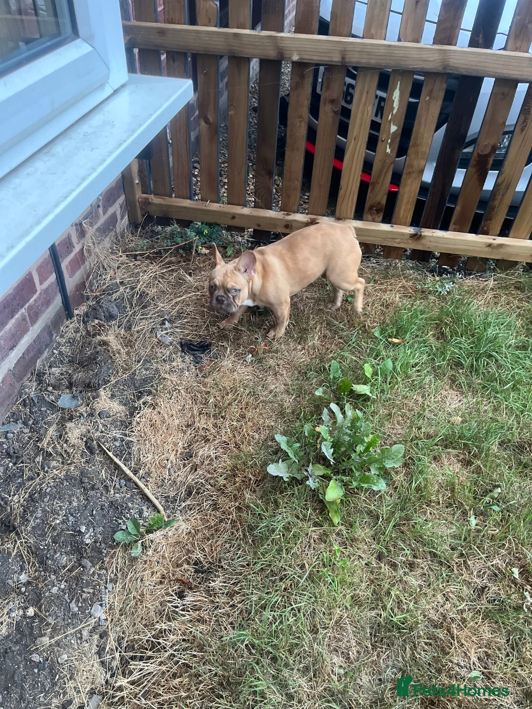 French Bulldog dogs for sale: Milo, Lovable boy Frenchie, amazing price 💫 - Image 3