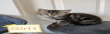 Mixed Breed Kitten 1
