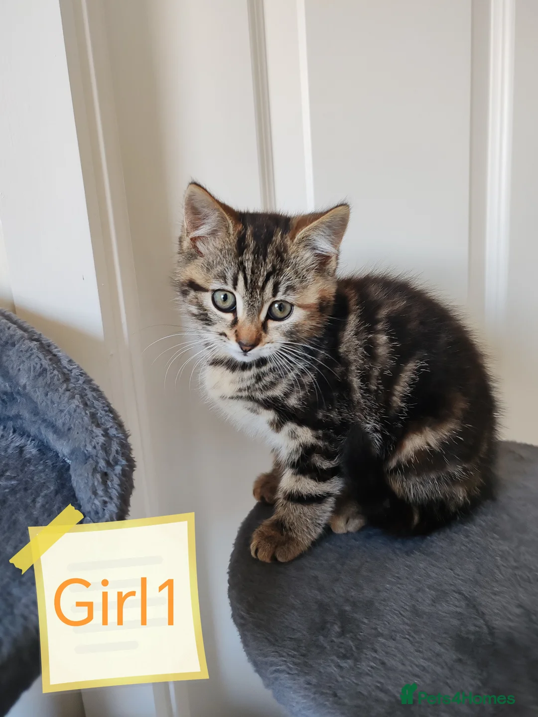 Mixed Breed cats for sale: ❤️ Bengal Tortoiseshell mix litter of 3 Girls ❤️  - Advert 1