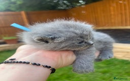 British Shorthair cats for sale: Blue British shorthair  - Image 5