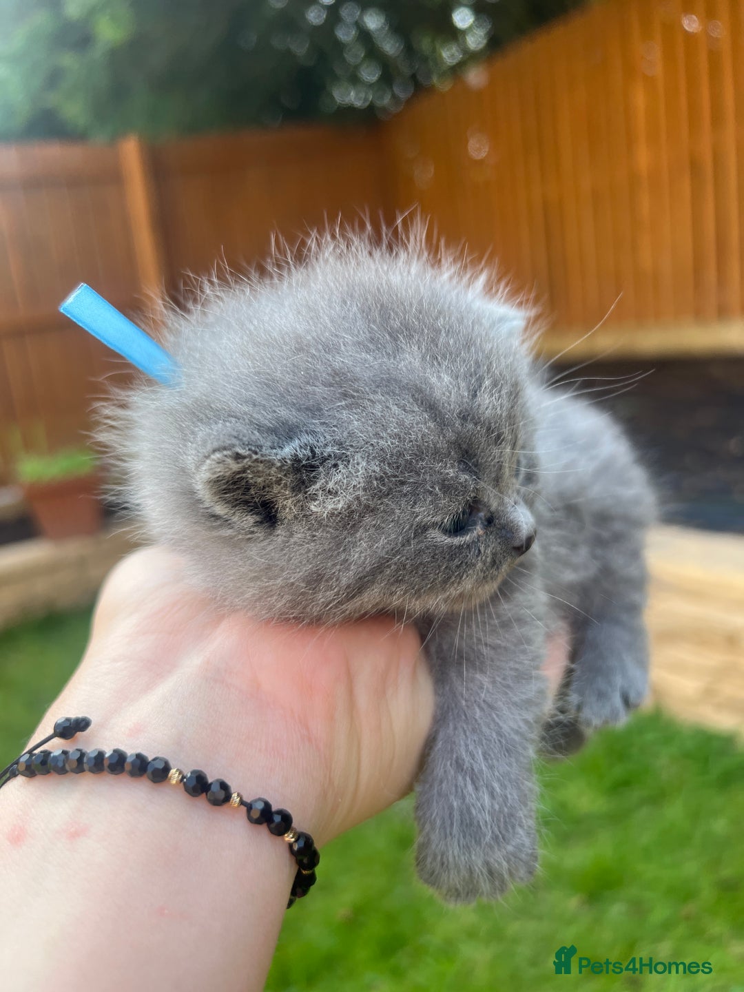 British Shorthair cats for sale: Blue British shorthair  - Image 5
