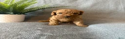 Toy Poodle dogs for sale: Beautiful Toy Poodle Puppies - Advert 6