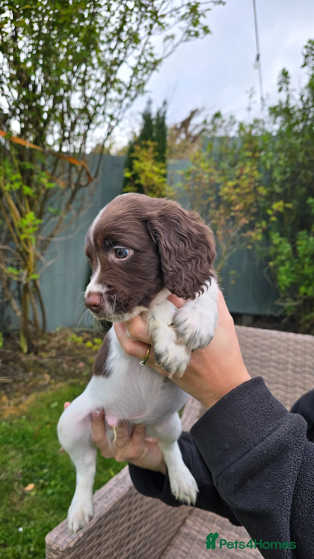 English Springer Spaniel dogs for sale: KC Registered Working Springer Spaniel Puppies in Lostwithiel - Advert 11