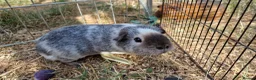 Guinea Pig rodents for sale: £20 for 2 California x male guinea pigs  - Advert 8