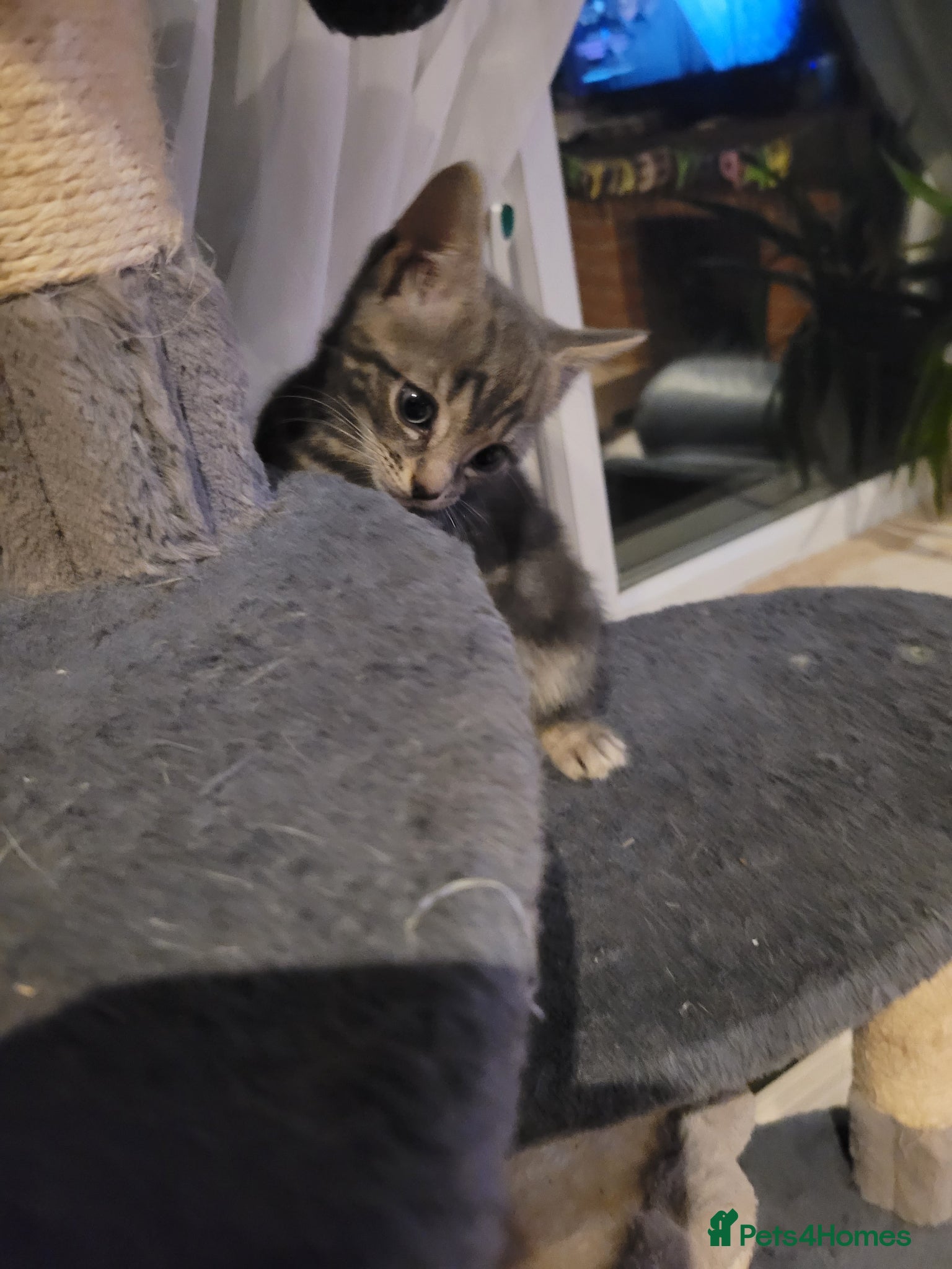 Mixed Breed cats 2 adorable girls and 1 boy - Advert 1