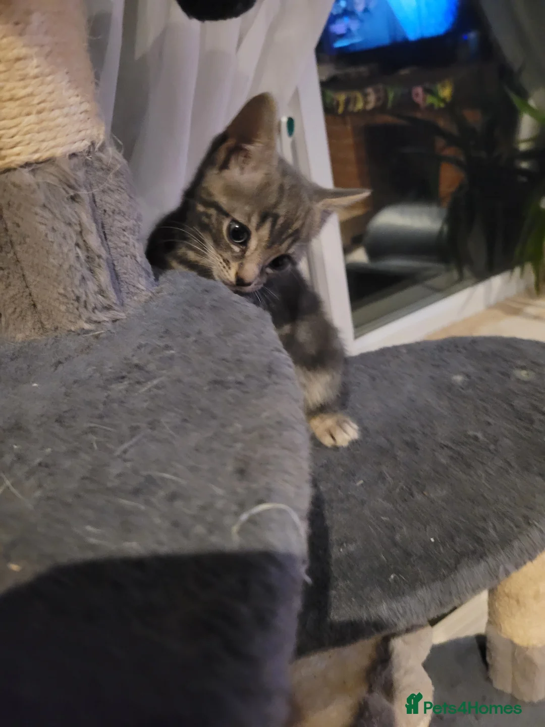 Mixed Breed cats for sale: 2 adorable girls and 1 boy - Advert 1