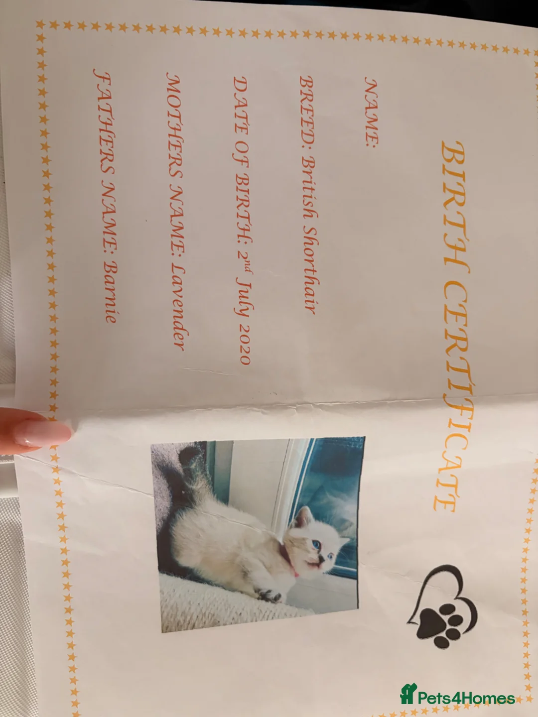 British Shorthair cats for sale:  British Shorthair Cat - Neutered ,6 years old - Advert 5