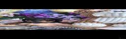 Doxiepoo dogs for sale: Stunning F1 doxipoo puppies  - Advert 11