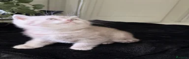British Shorthair Kitten 4