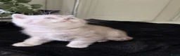 British Shorthair cats for sale: 4 British Shorthair kittens - Advert 8