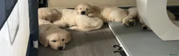 Golden Retriever dogs for sale: ⭐️ 4 beautiful puppies looking for forever homes⭐️ - Advert 24