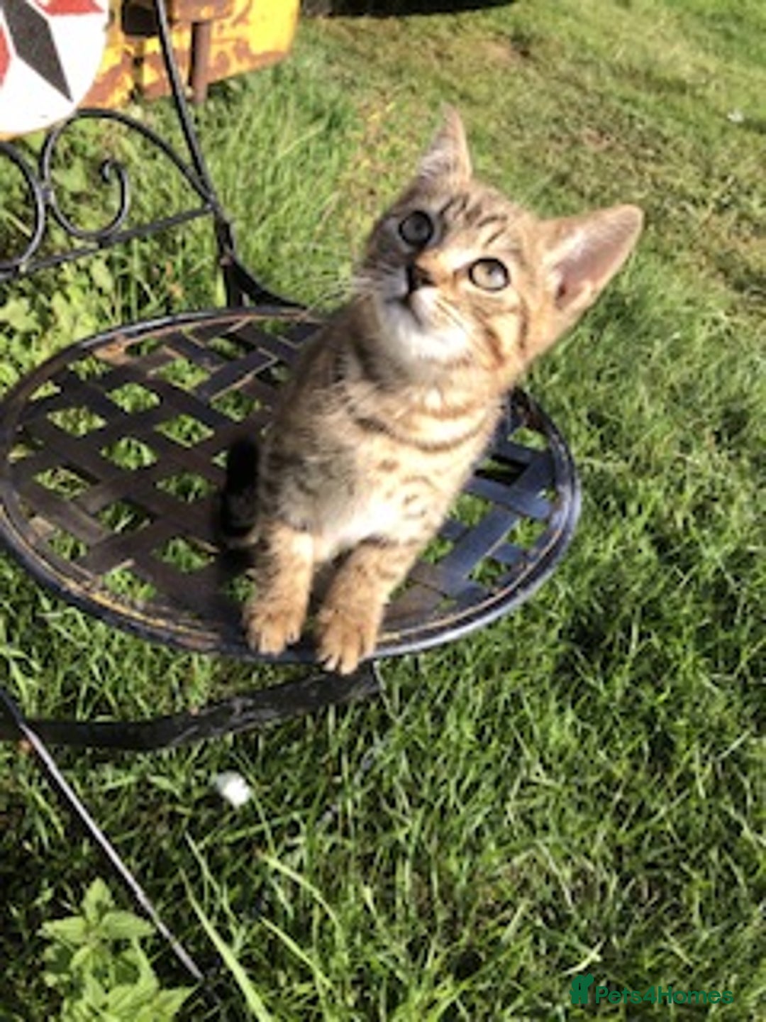Bengal cats for sale: Bengal x British blue boys in Liss - Image 15
