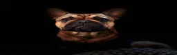 French Bulldog dogs for stud: Stud … Teddy …Rukaroobulls Cadeau du Ciel - Advert 8