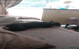 French Bulldog dogs for sale: Female french bulldog  - Image 6