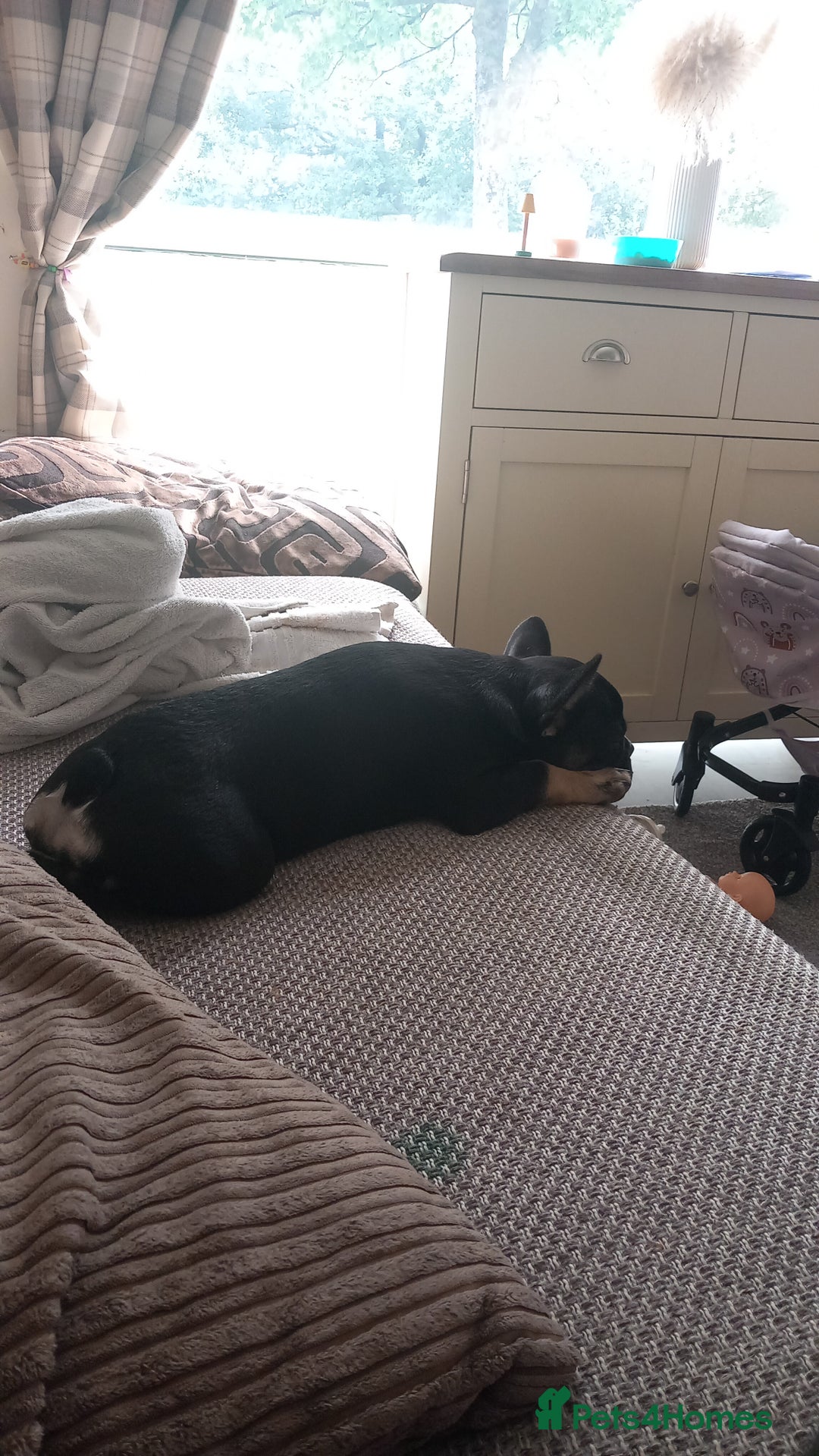 French Bulldog dogs for sale: Female french bulldog  - Image 6
