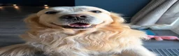 Golden Retriever dogs for stud: Arlo - Golden retriever available for stud - Advert 4