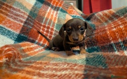 Dachshund dogs for sale: 4 gorgeous puppies for sale - Image 15