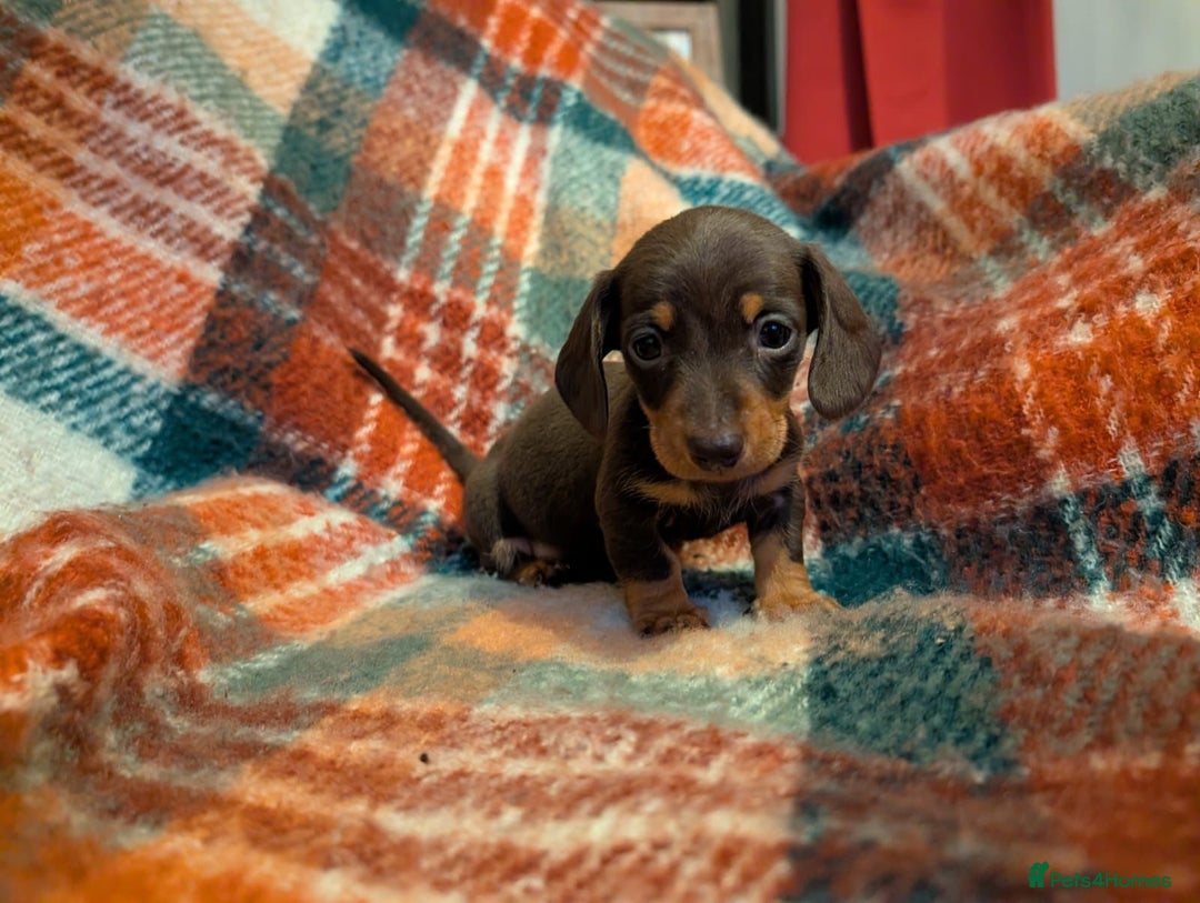 Dachshund dogs for sale: 4 gorgeous puppies for sale - Image 15