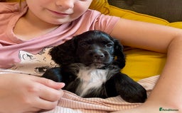 Cocker Spaniel dogs for sale: Working Cocker Spaniel Bitch available now - Image 4