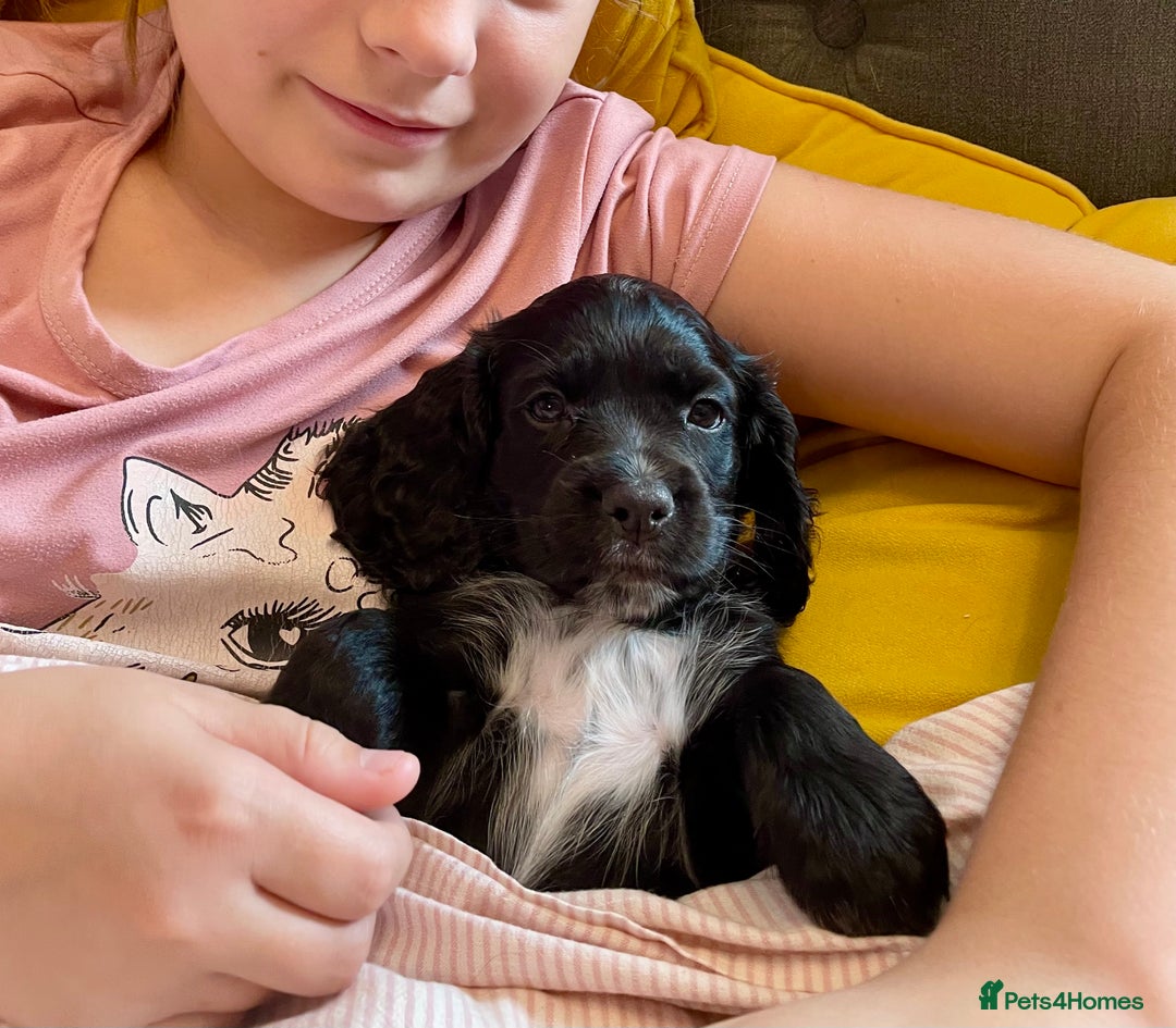 Cocker Spaniel dogs for sale: Working Cocker Spaniel Bitch available now - Image 4