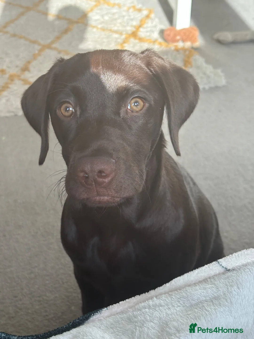 Labrador Retriever dogs for sale: 9 month old puppy for sale in Glasgow - Advert 5