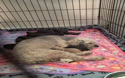 Cavapoo dogs for sale: Gorgeous cavapoo puppies  - Image 5