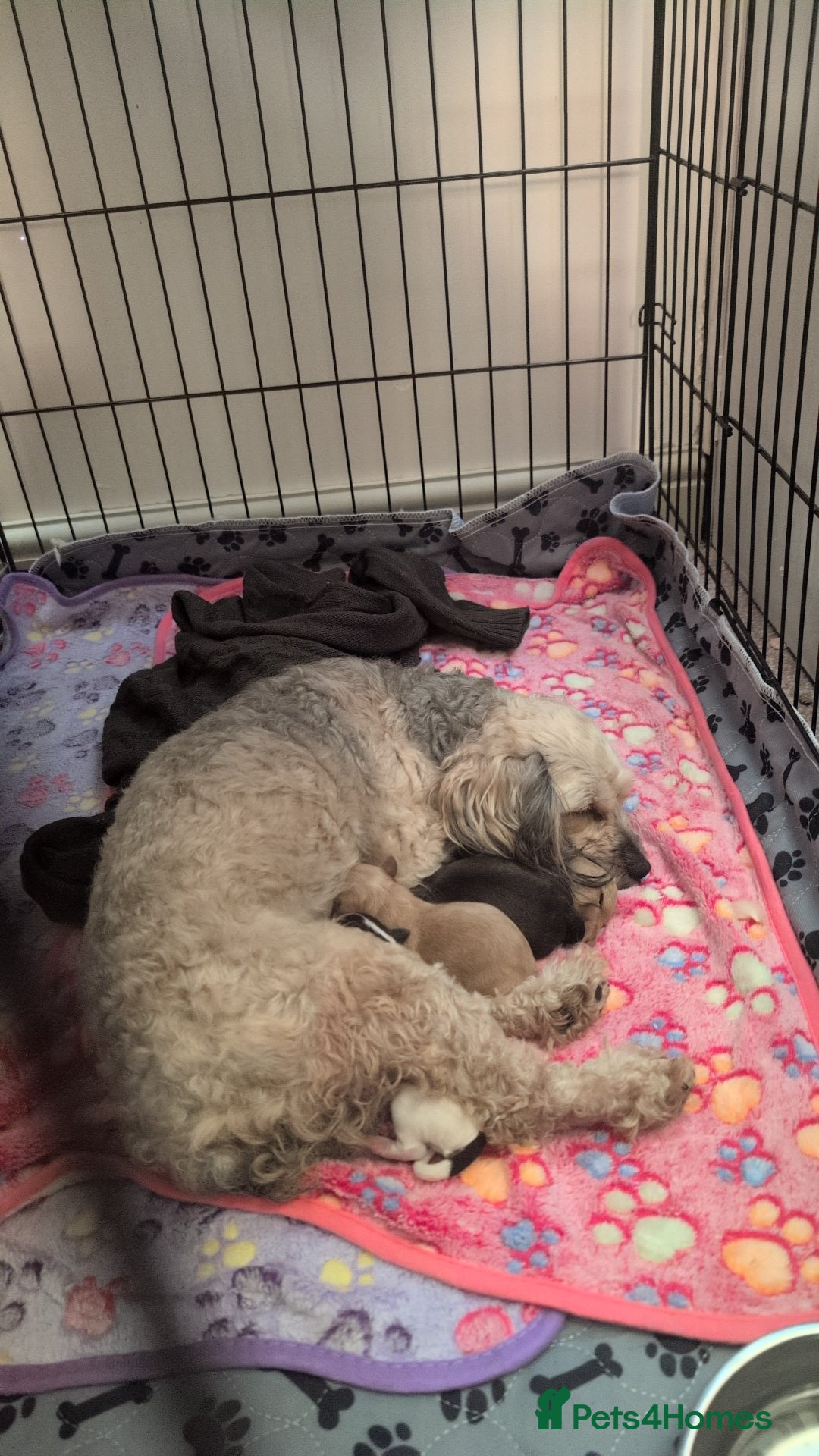 Cavapoo dogs for sale: Gorgeous cavapoo puppies  - Image 5