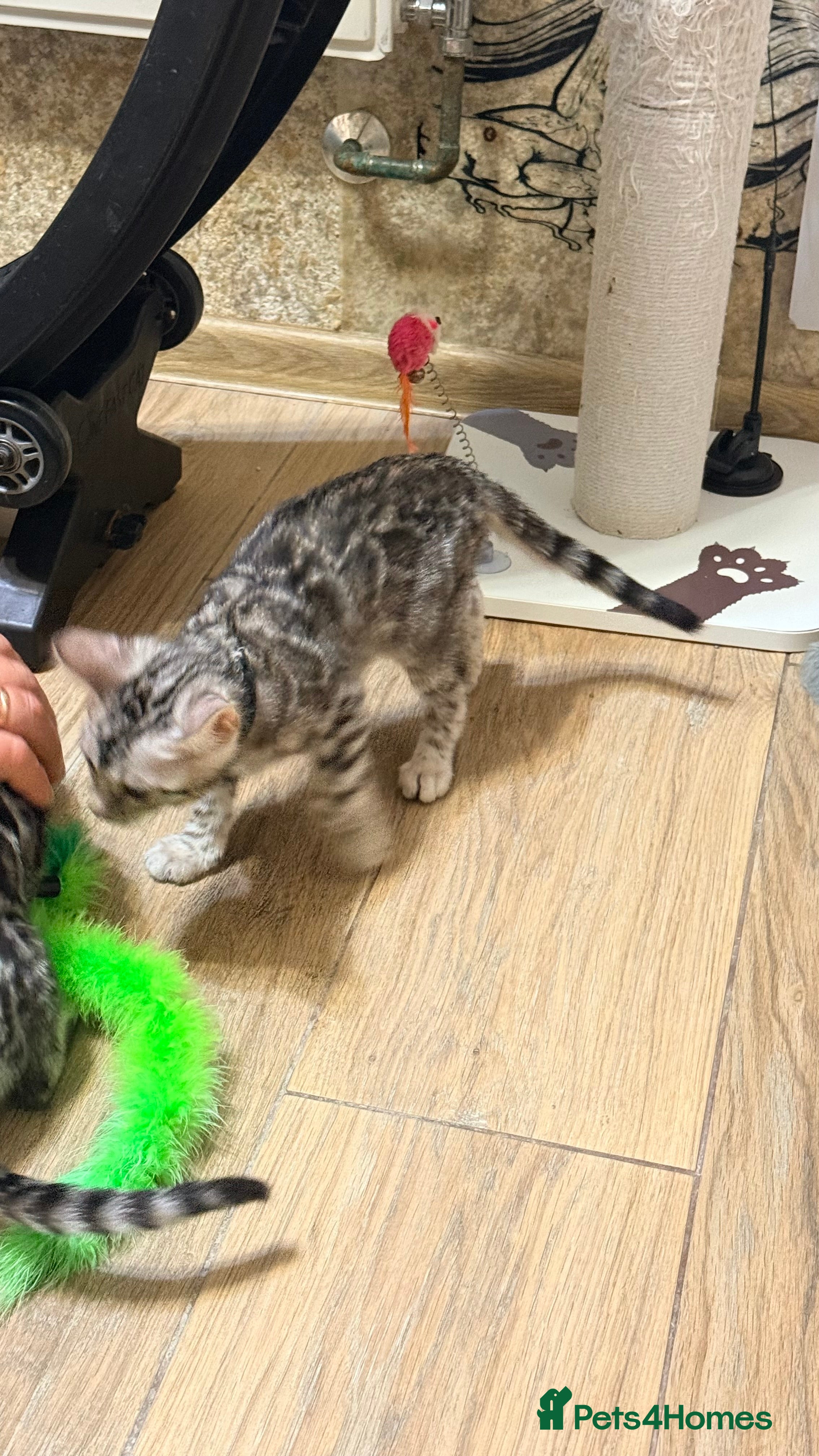 Bengal cats Pure Bengal kittens for sale  - Advert 3