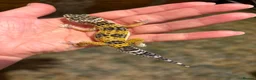 Leopard Gecko reptiles for sale: Leopard gecko babies  - Advert 6