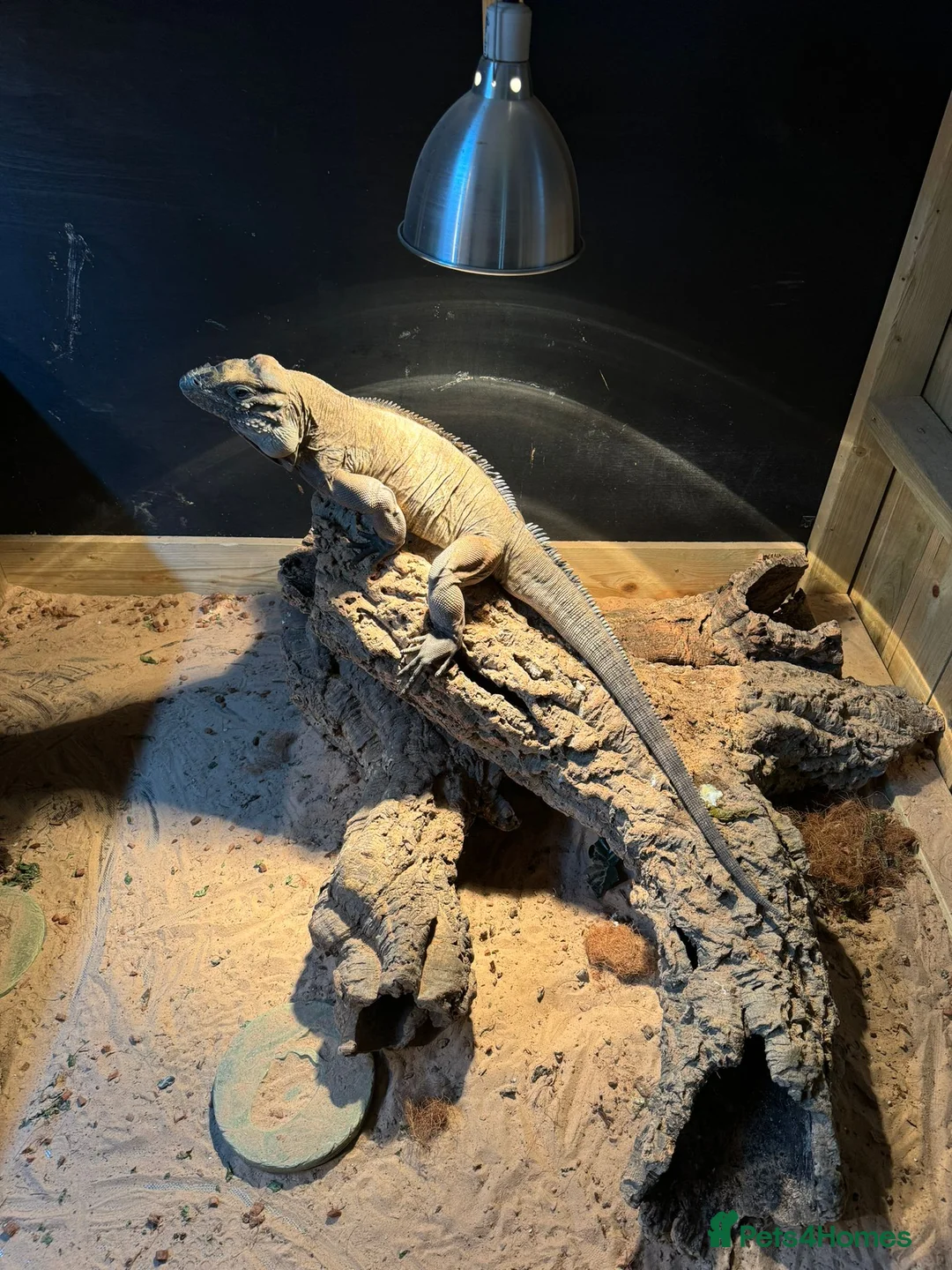 Iguana reptiles for sale: pair of rihino iguana for sale serious buyer only - Advert 1