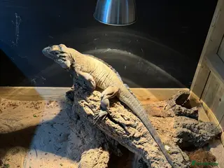 Iguana reptiles pair of rihino iguana for sale serious buyer only - Advert 1