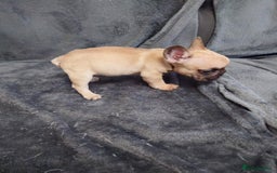 French Bulldog dogs for sale: 4 Beautiful french bulldog puppies  - Image 18