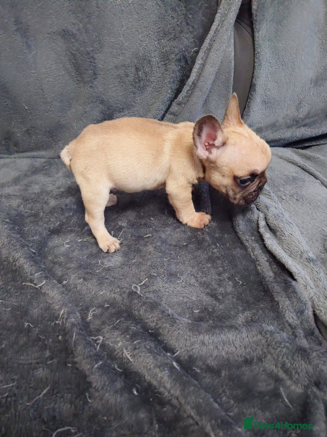 French Bulldog dogs for sale: 4 Beautiful french bulldog puppies  - Image 18