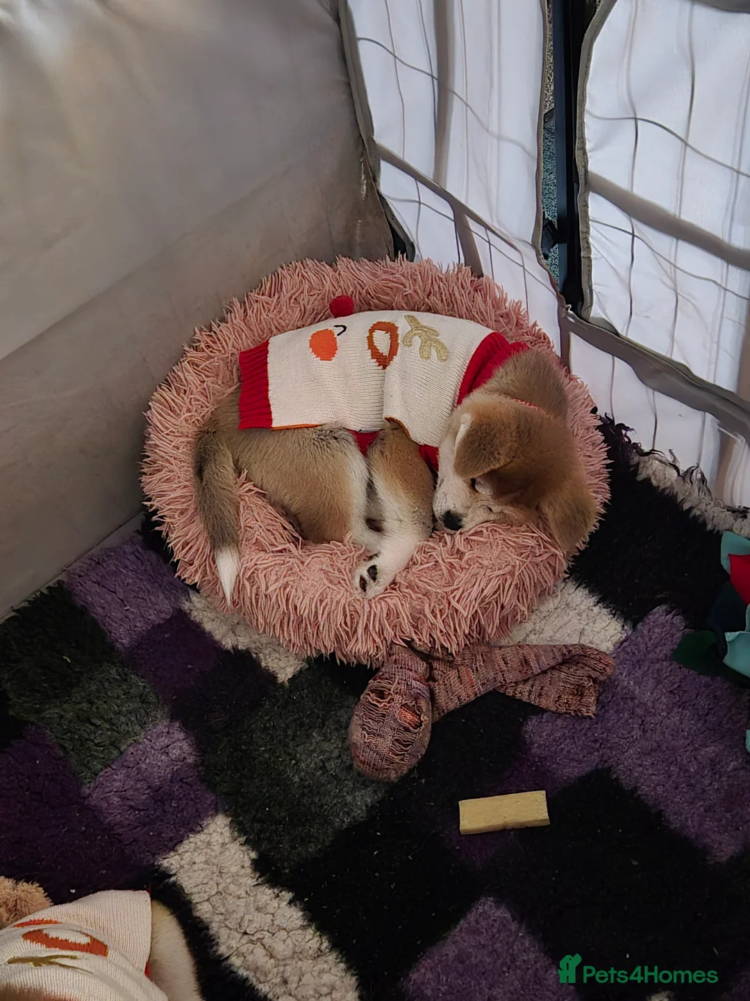 Japanese Akita Inu dogs for sale: Beautiful female Japanese Akita Inu for sale  - Advert 5