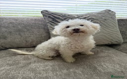 Bichon Frise dogs for sale: Female bichon frise - Image 1